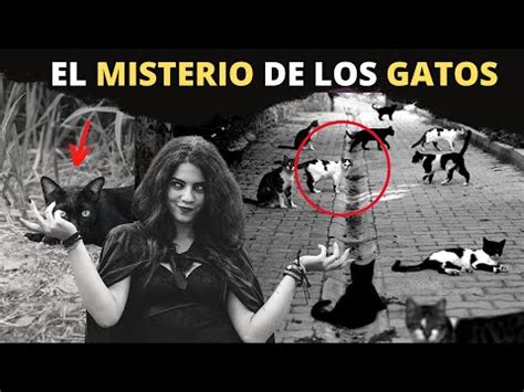  El Misterio del Gato de Miel: ¿Cómo Yuna Zarai Se Convirtió en la Reina Felina de Kuala Lumpur?